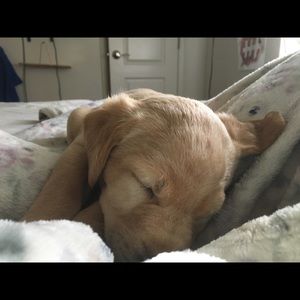 Meet your Posher, Jayden